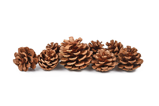 Different sized pine cones in a row isolated on white background