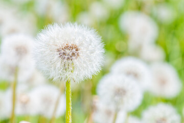 Beautiful white round dandelion close-up in summer with daylight