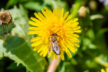 Macro photo of a bee collecting pollen from a beautiful dandelion flower in summer