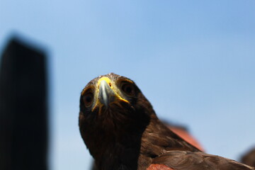 Aguila