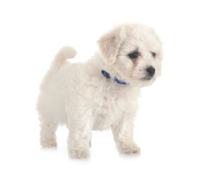 Bichon Frise in studio