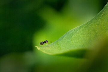 Close-up image of an ant on the tip of the green leaf with blurred background