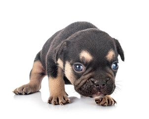 puppy french bulldog