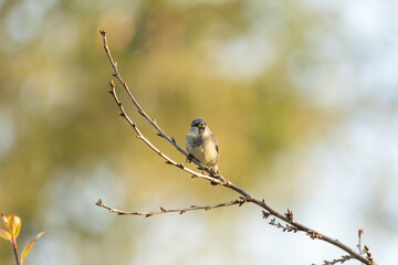 Haussperling auf einem Zweig