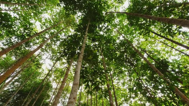Vertical teak trees in the park forest, Panning video