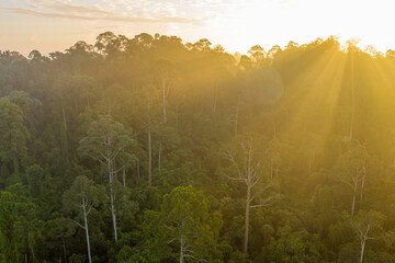 Stunning view of Borneo Rainforest with sunrise mist and fog rays