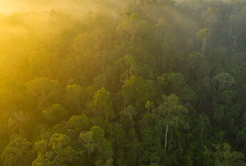 View of forest tree in Borneo