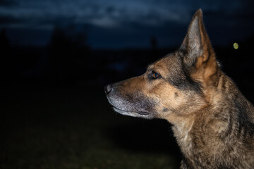 Deutscher Schäferhund