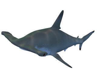3d render of a hammerhead shark