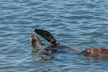Obraz premium Northern Fur Seal (Callorhinus ursinus) at hauling-out in St. George Island, Pribilof Islands, Alaska, USA