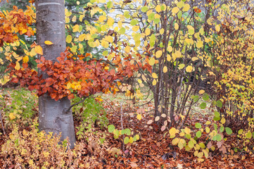a garden hedge on a misty autumn day