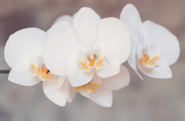romantic white flower orchid
