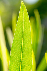 Green Leaf Texture background