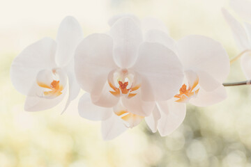 Fototapeta na wymiar romantic white flower orchid