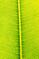 Green Leaf Texture background