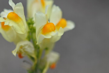 Flowers of common toadflax with orange upper tips are in a dense terminal racemes. Closeup.