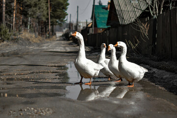geese on the beach