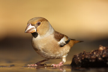 The hawfinch (Coccothraustes coccothraustes) at the waterhole. Songbird with a huge beak in the forest. Portrait of a big songbird.