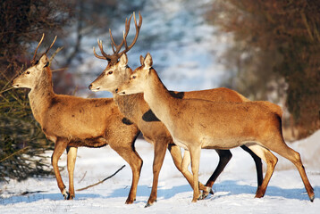 The red deer (Cervus elaphus) the trio crossing the snow-buried in the road. A trio of European deer in the snow.
