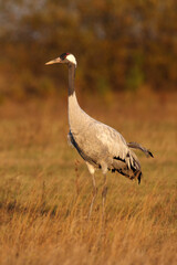 The common crane (Grus grus), also known as the Eurasian crane, in the morning sun.