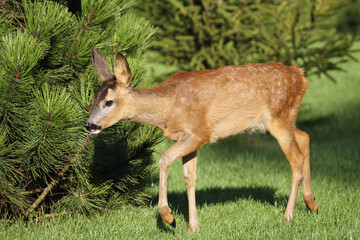 The European roe deer (Capreolus capreolus) walking along the grass. Young roe deer on green grass with green background.