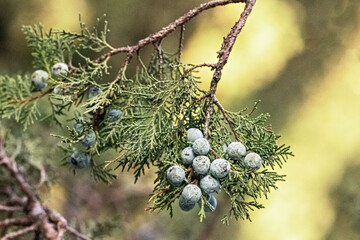 Thuja tree branch with blue berries in a relic forest