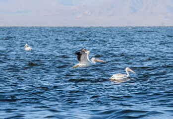 American White Pelicans (Pelecanus erythrorhynchos) on Salton Sea, Imperial Valley, California, USA