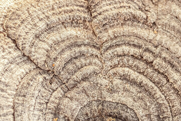 Background from wood texture. Natural tree bark.