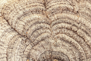 Fototapeta premium Background from wood texture. Natural tree bark.