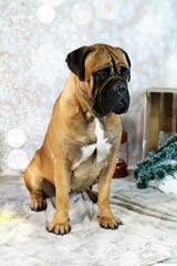 bullmastiff assis