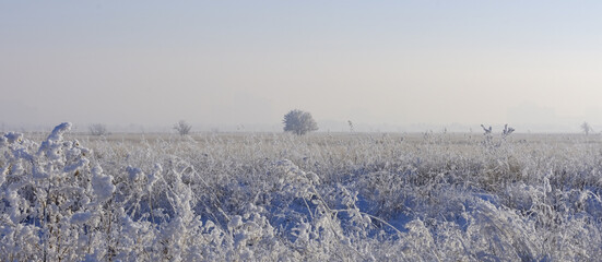 Winter meadow