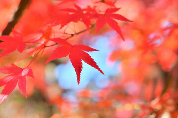 モミジの紅葉
