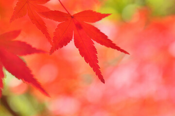モミジの紅葉
