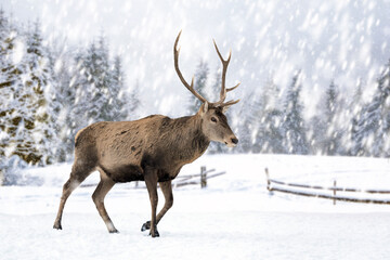 Naklejka na ściany i meble Deer on a winter landscape background with snowfalls