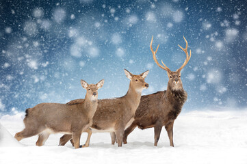 Three deers on a winter landscape background with snowfalls