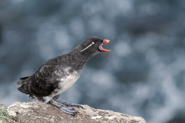 Parakeet Auklet (Aethia psittacula) at St. George Island, Pribilof Islands, Alaska, USA