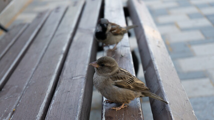 sparrows on a wooden bench