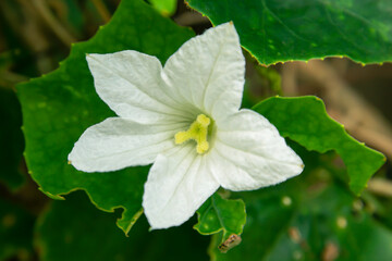 Some pollen that has already bloomed