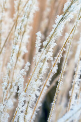 Winter branch covered with snow
