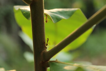 weaver ant on a leaf