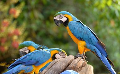Idyllic Animal Birdwatch safari: Beautiful and curious Blue and Yellow Parrot macaw tropical bird on nature background