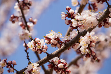 A branch of blooming apricots with bees collecting pollen. Against the background of blue sky.