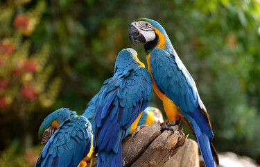 Idyllic Animal Birdwatch safari: Beautiful and curious Blue and Yellow Parrot macaw tropical bird on nature background