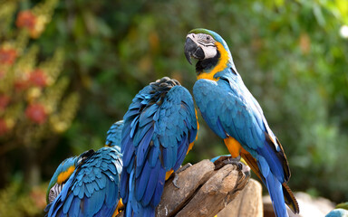 Idyllic Animal Birdwatch safari: Beautiful and curious Blue and Yellow Parrot macaw tropical bird on nature background