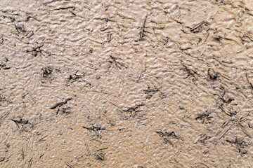 dried and cracked mud with a trail of many birds