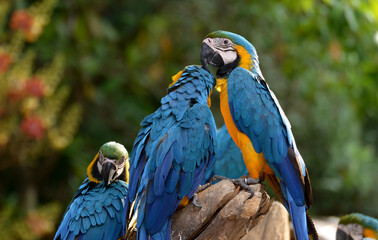 Idyllic Animal Birdwatch safari: Beautiful and curious Blue and Yellow Parrot macaw tropical bird on nature background