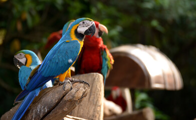 Idyllic Animal Birdwatch safari: Beautiful and curious Blue and Yellow Parrot macaw tropical bird on nature background