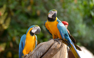 Idyllic Animal Birdwatch safari: Beautiful and curious Blue and Yellow Parrot macaw tropical bird on nature background