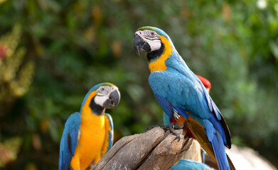 Fototapeta na wymiar Idyllic Animal Birdwatch safari: Beautiful and curious Blue and Yellow Parrot macaw tropical bird on nature background
