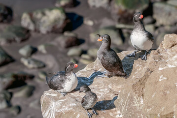 Parakeet (Cyclorrhynchus psittacula), Crested (Aethia cristatella) and Least (Aethia pusilla) Auklets at St. George Island, Pribilof Islands, Alaska, USA